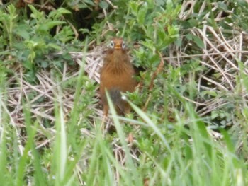 ガビチョウ 多摩川 2023年3月12日(日)