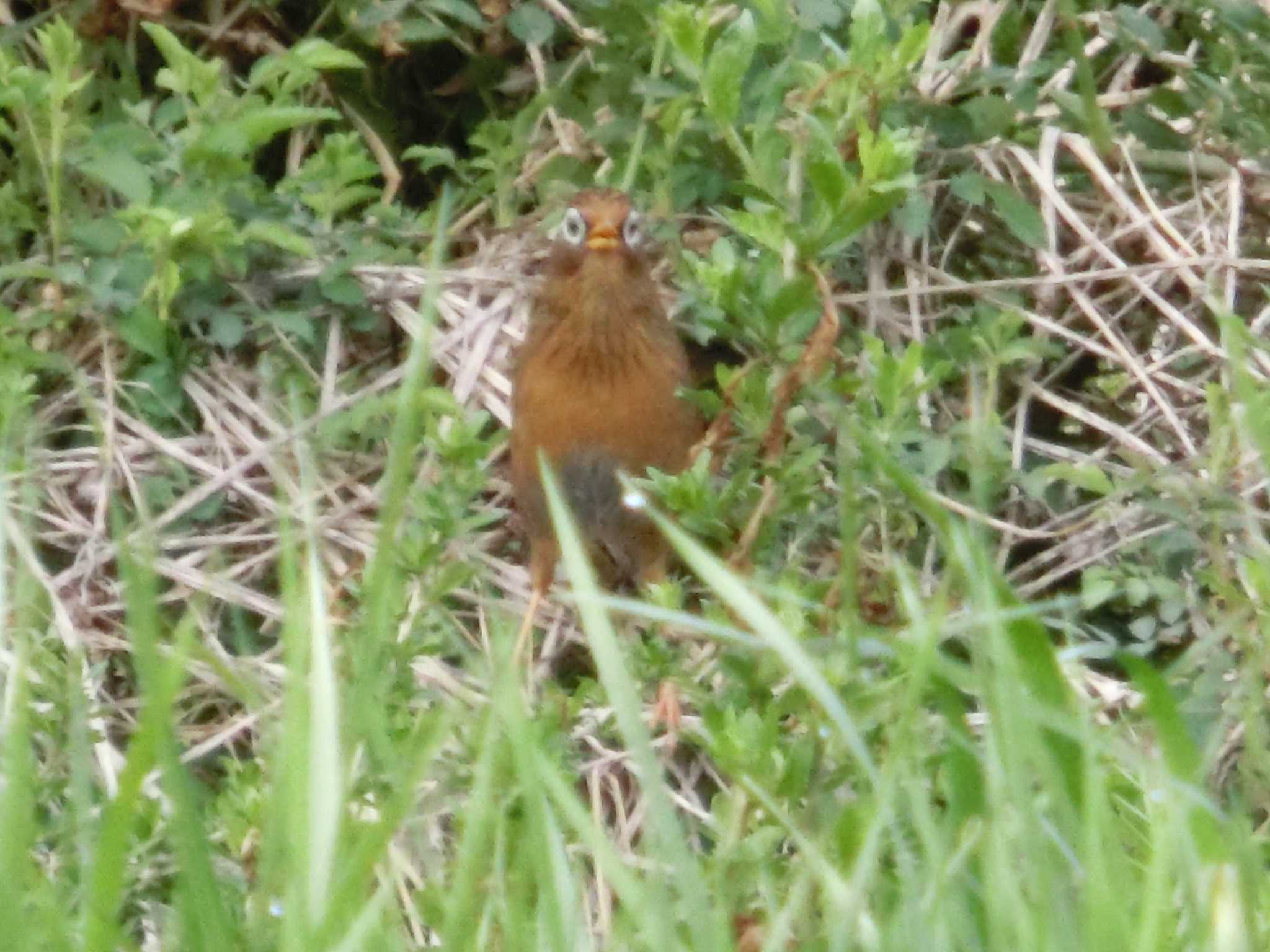 ガビチョウ