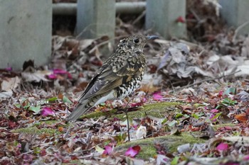 2023年3月11日(土) 大阪府の野鳥観察記録