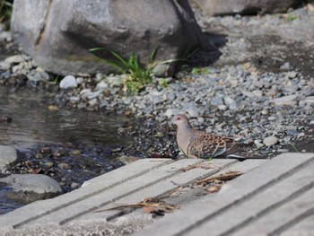 Oriental Turtle Dove 多摩川 Sat, 3/11/2023