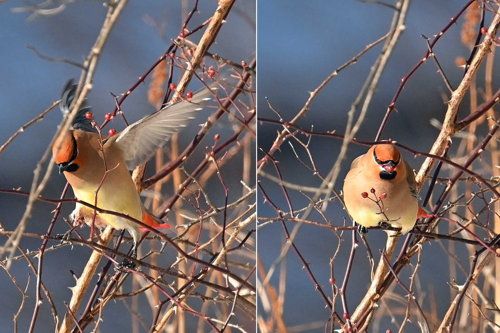 ヒレンジャク、ノイバラの実を食べに来た