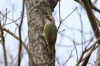 Japanese Green Woodpecker Kodomo Shizen Park Sun, 3/12/2023