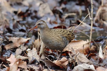 Brown-cheeked Rail Kodomo Shizen Park Sun, 3/12/2023