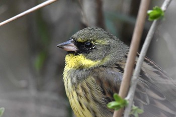 2023年3月12日(日) 舞岡公園の野鳥観察記録