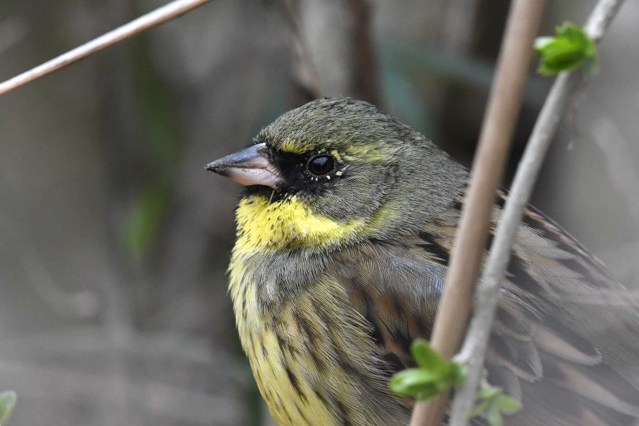 Masked Bunting