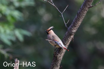 Japanese Waxwing 東京都多摩地域 Sat, 3/11/2023