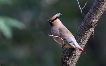 Japanese Waxwing 東京都多摩地域 Sat, 3/11/2023