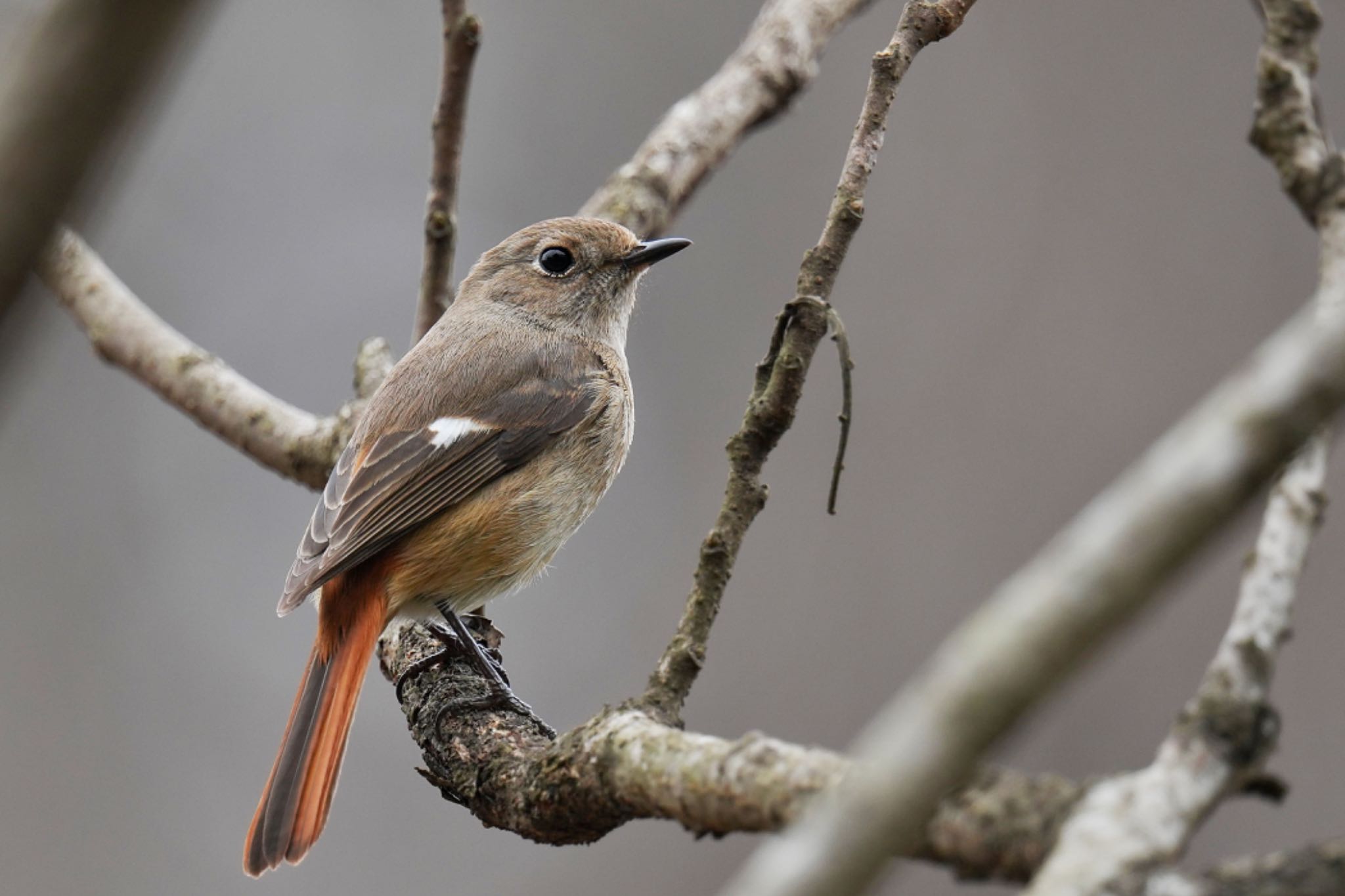 Daurian Redstart