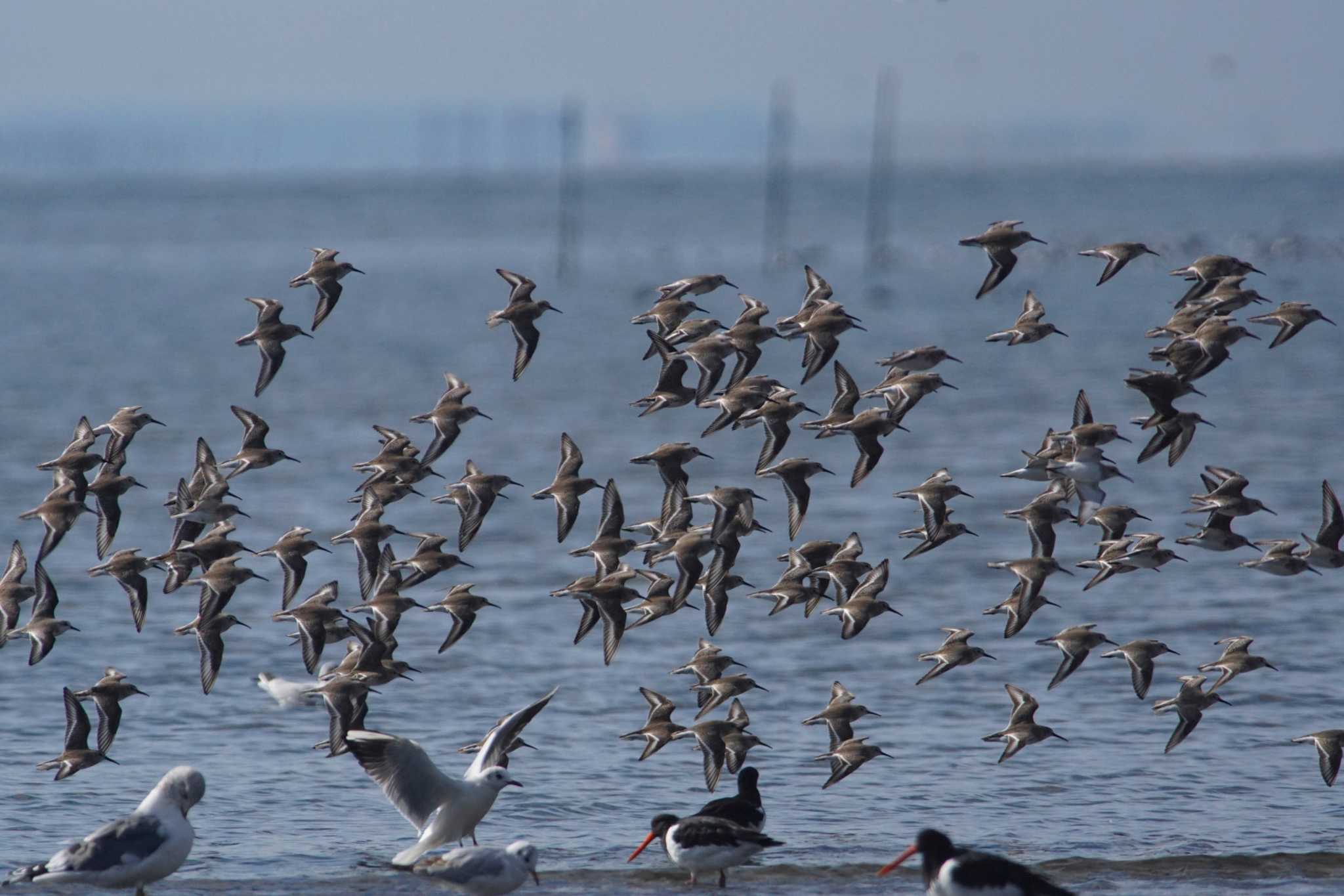 ふなばし三番瀬海浜公園 ハマシギの写真