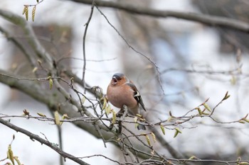 Eurasian Chaffinch Venusberg Sun, 3/12/2023