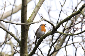 European Robin Bonn Sun, 3/12/2023