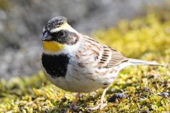 2023年3月11日(土) 丸火自然公園の野鳥観察記録