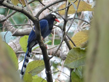 2023年3月12日(日) 台北植物園の野鳥観察記録