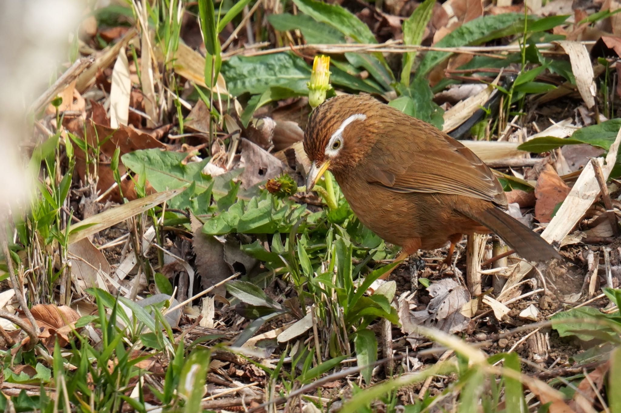 舞岡公園 ガビチョウの写真