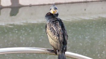 Great Cormorant 帷子川 Sun, 3/12/2023