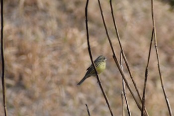 Masked Bunting 知多市 Sun, 3/12/2023