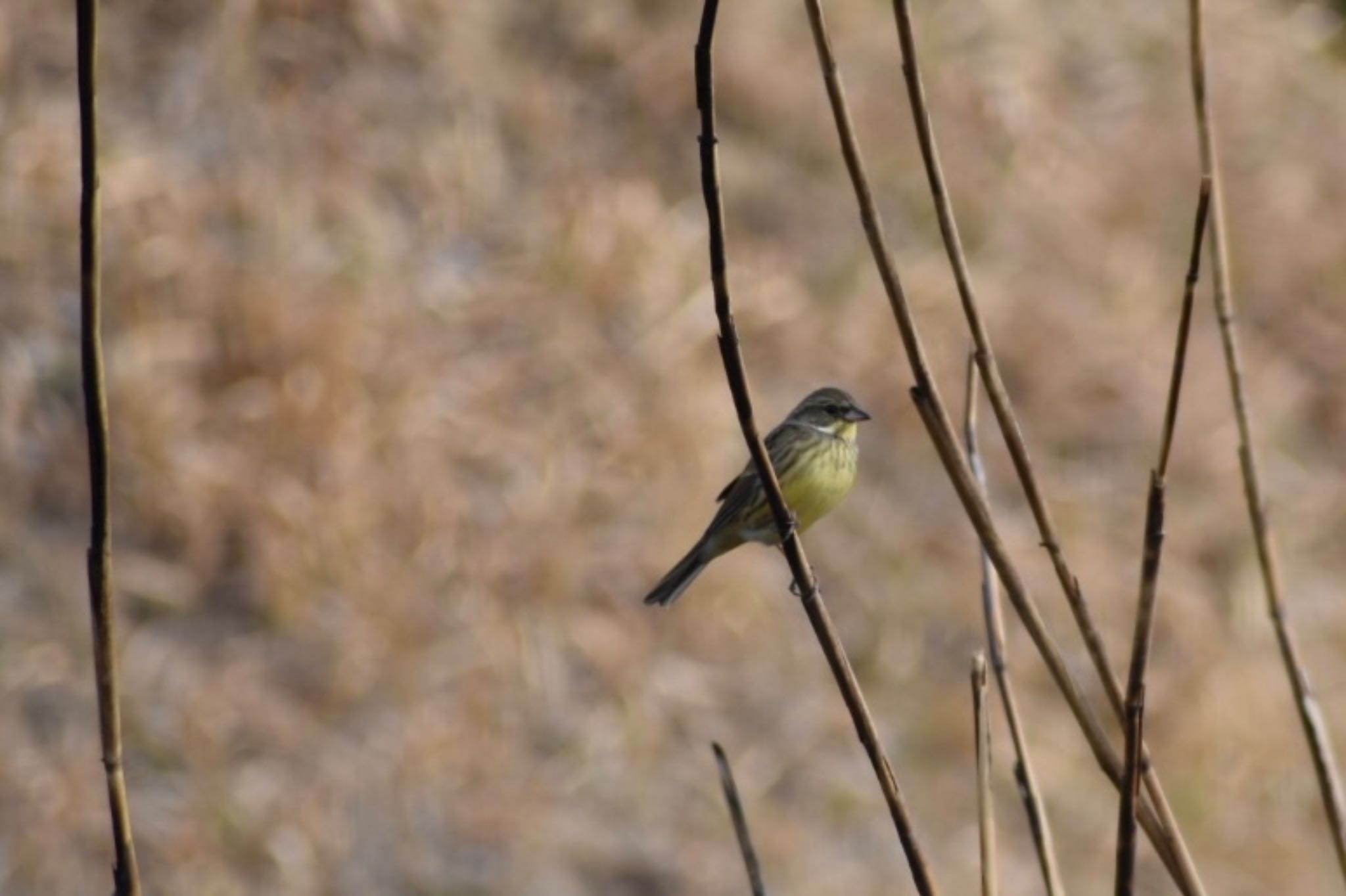 Photo of Masked Bunting at 知多市 by roro