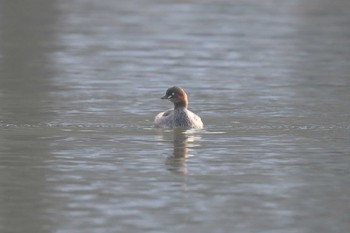 Little Grebe Akashi Park Sun, 1/8/2023