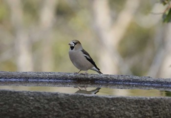 Hawfinch 和歌山城公園 Wed, 3/8/2023