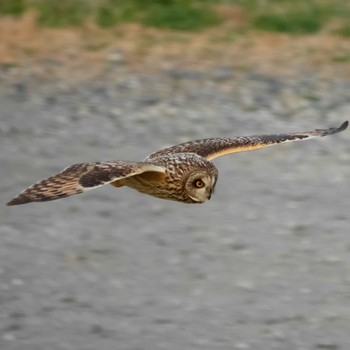 Short-eared Owl 江戸川 Unknown Date