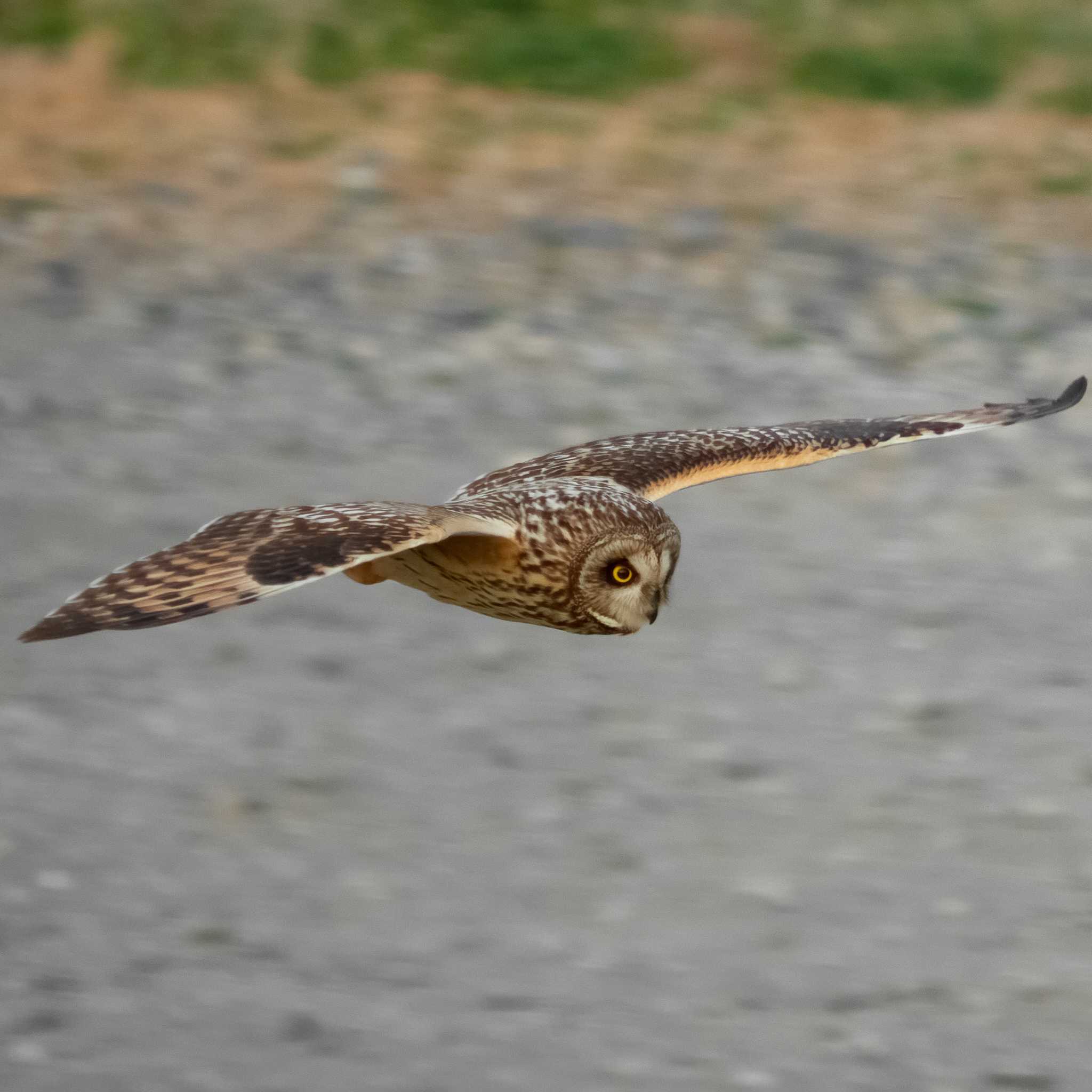 江戸川 コミミズクの写真 by Shinichi.JPN