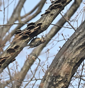 Japanese Pygmy Woodpecker 横浜市金沢区長浜公園 Sun, 3/12/2023