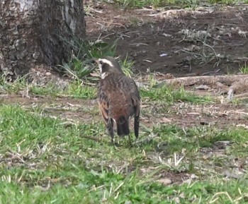 Dusky Thrush 横浜市金沢区長浜公園 Sun, 3/12/2023