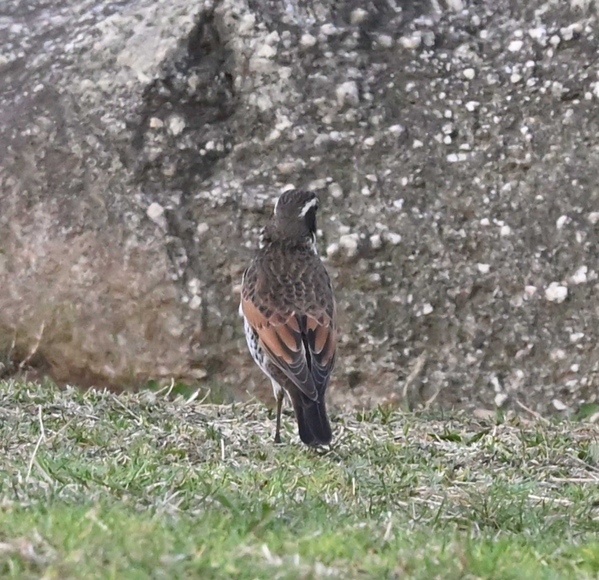 Photo of Dusky Thrush at 横浜市金沢区長浜公園 by Biker