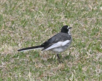 ハクセキレイ 横浜市金沢区長浜公園 2023年3月12日(日)