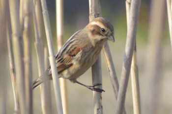 Common Reed Bunting 須崎調整池 Fri, 3/10/2023