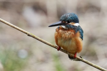 Common Kingfisher Maioka Park Sun, 3/12/2023