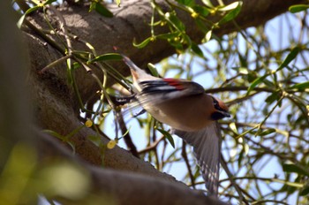 Japanese Waxwing Akigase Park Sat, 3/11/2023