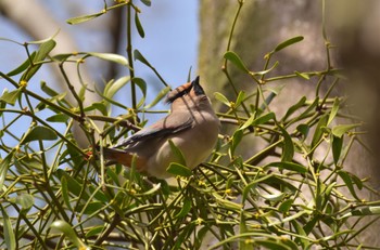 Japanese Waxwing Akigase Park Sat, 3/11/2023