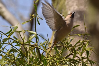 Japanese Waxwing Akigase Park Sat, 3/11/2023