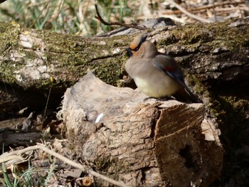 Japanese Waxwing Akigase Park Sat, 3/11/2023