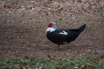 2023年3月13日(月) つくば市赤塚公園の野鳥観察記録