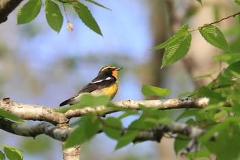 キビタキ 北海道 函館市 見晴公園 2018年5月8日(火)