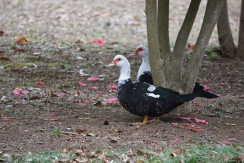 バリケン つくば市赤塚公園 Mon, 3/13/2023