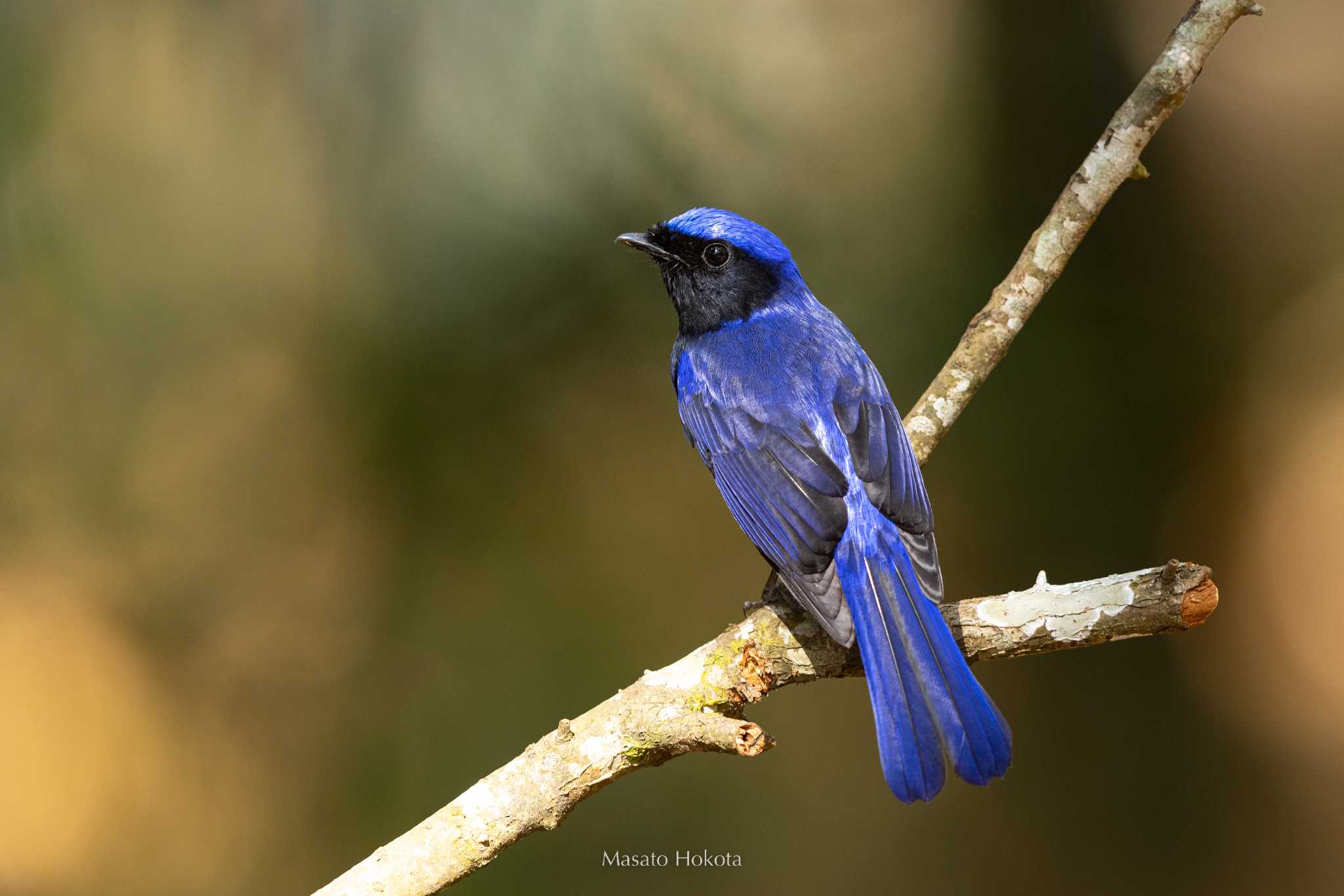 Photo of Large Niltava at Doi Angkhang by Trio