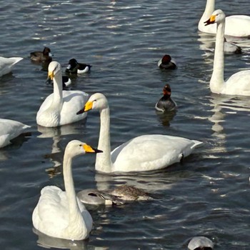 Whooper Swan あぶくま親水公園 Sat, 3/11/2023