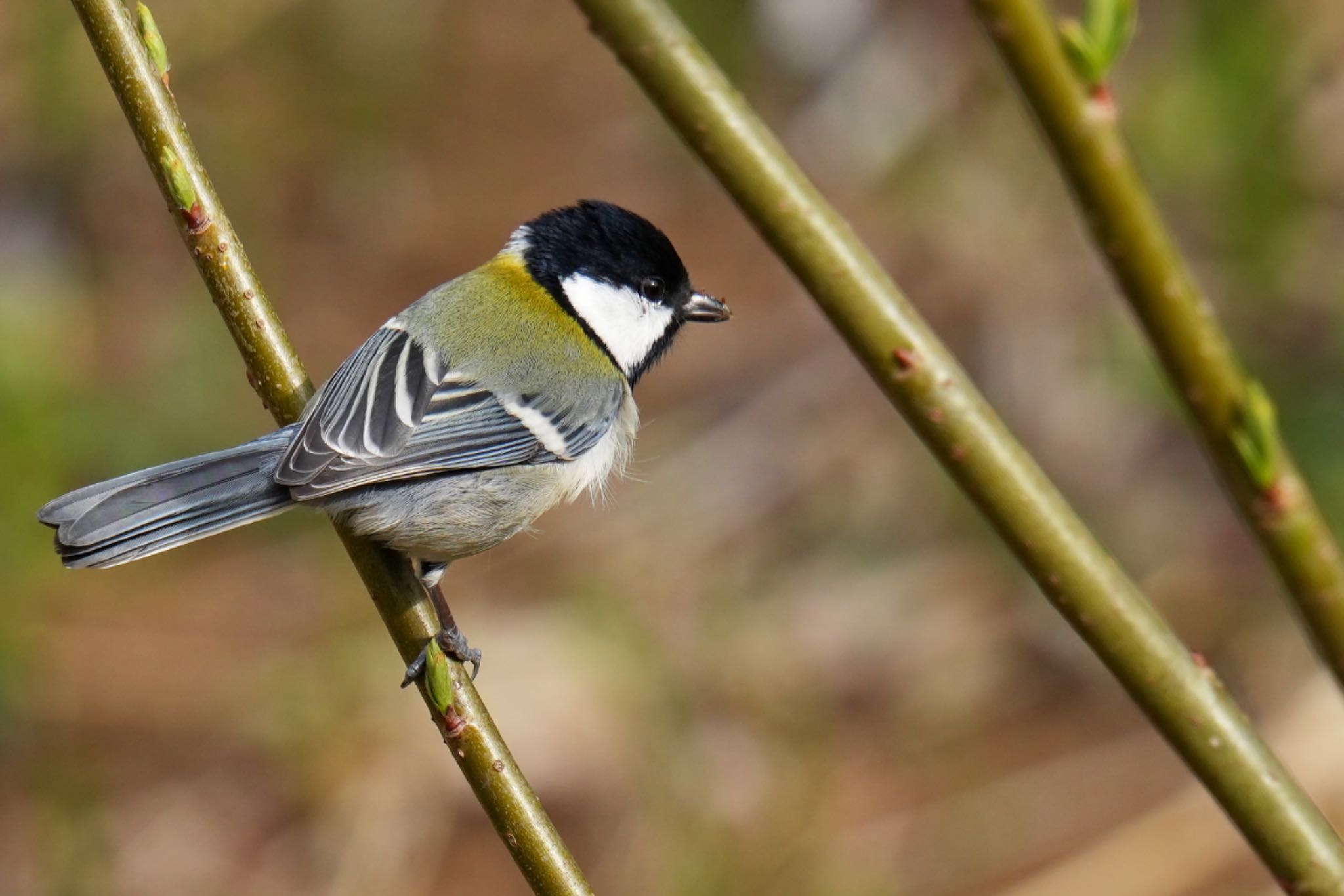 Japanese Tit