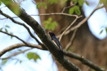 Blue-and-white Flycatcher Miharashi Park(Hakodate) Tue, 5/8/2018