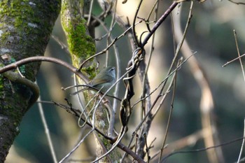 Japanese Bush Warbler Unknown Spots Sat, 3/11/2023