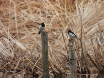 2023年3月13日(月) 水元公園の野鳥観察記録