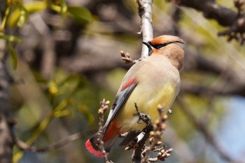 Japanese Waxwing 大室公園 Sat, 3/11/2023