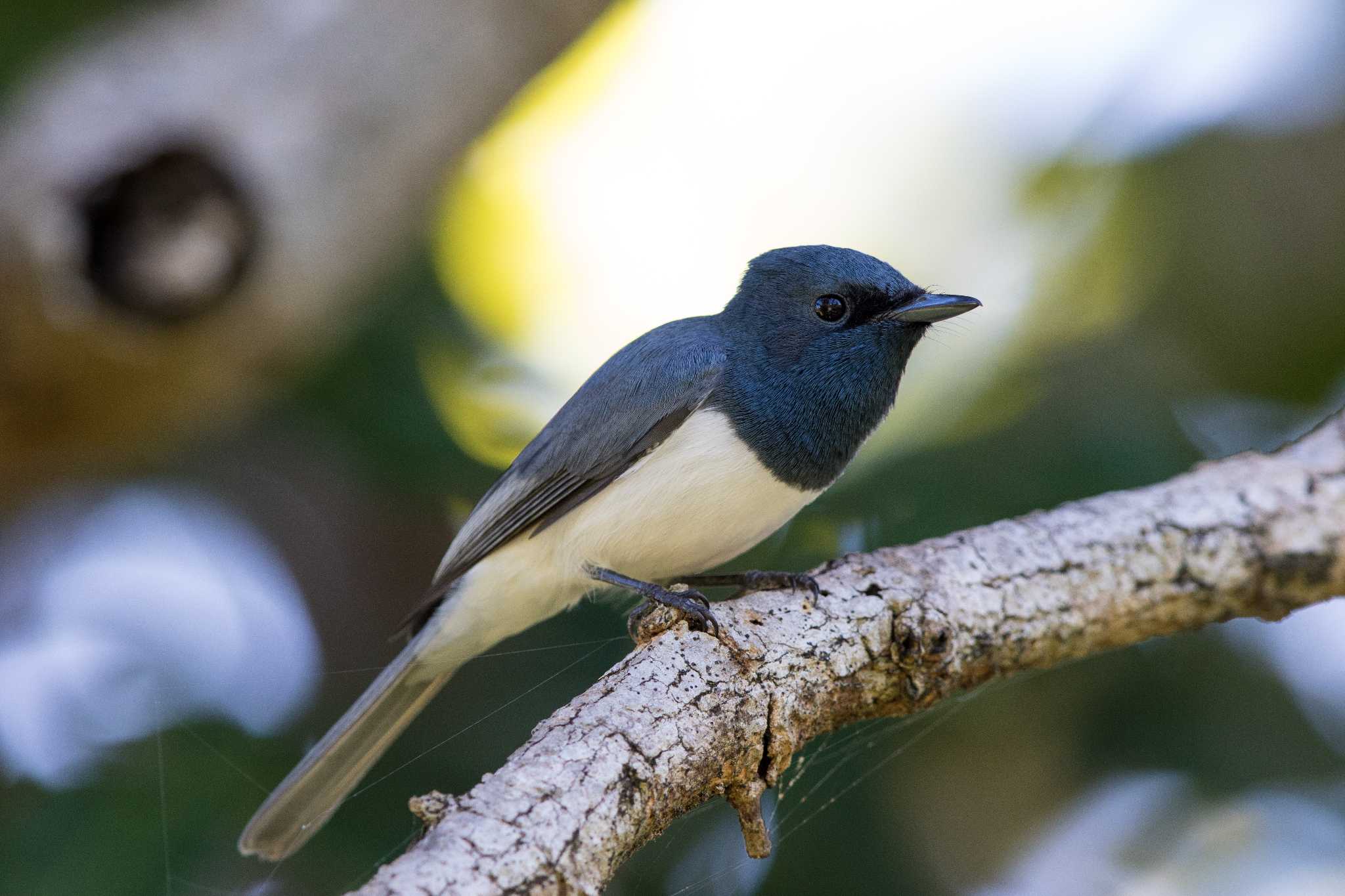 Photo of Leaden Flycatcher at Cattana Wetlands(Cairns) by Trio