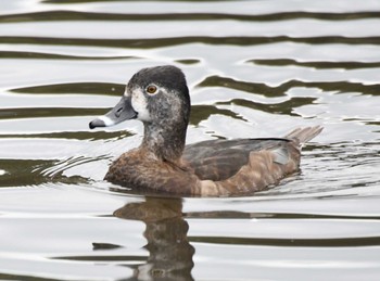 Ring-necked Duck Kodomo Shizen Park Sun, 3/12/2023