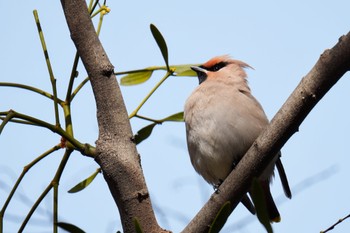 Bohemian Waxwing 大室公園 Sat, 3/11/2023