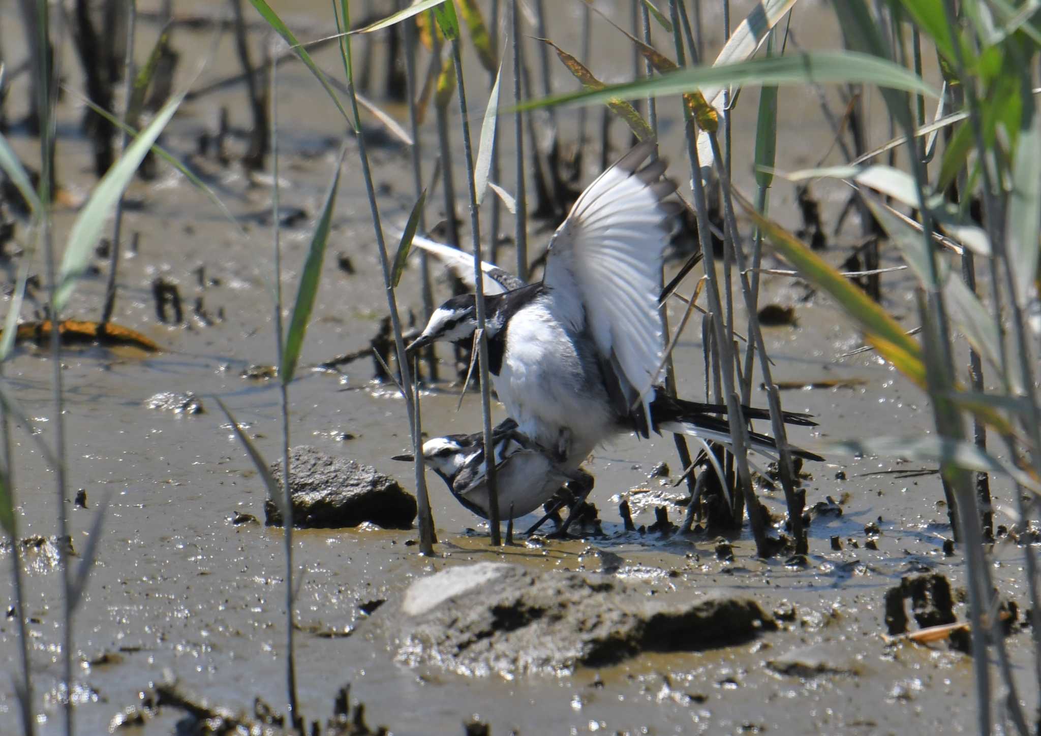 Photo of White Wagtail at Kasai Rinkai Park by あひる