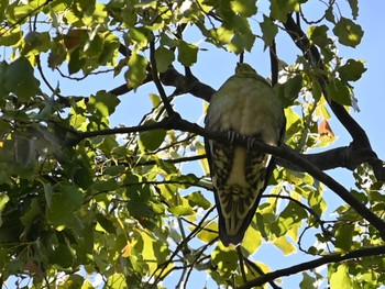 2023年3月13日(月) 江津湖の野鳥観察記録